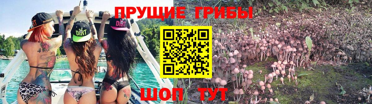 Псилоцибиновые грибы GOLDEN TEACHER Белово